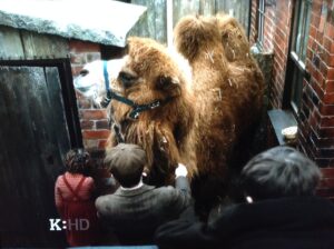 Our Zoo - Honor Kneafsey, a camel and Lee Ingleby